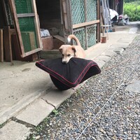 フジ