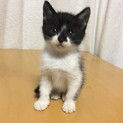 可愛らしい！2匹の青い目の子猫です