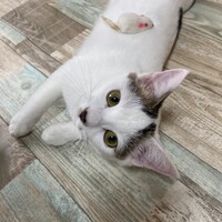 もも