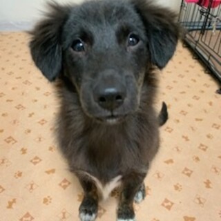 白いソックス模様が特徴の男の子☆バロンくん