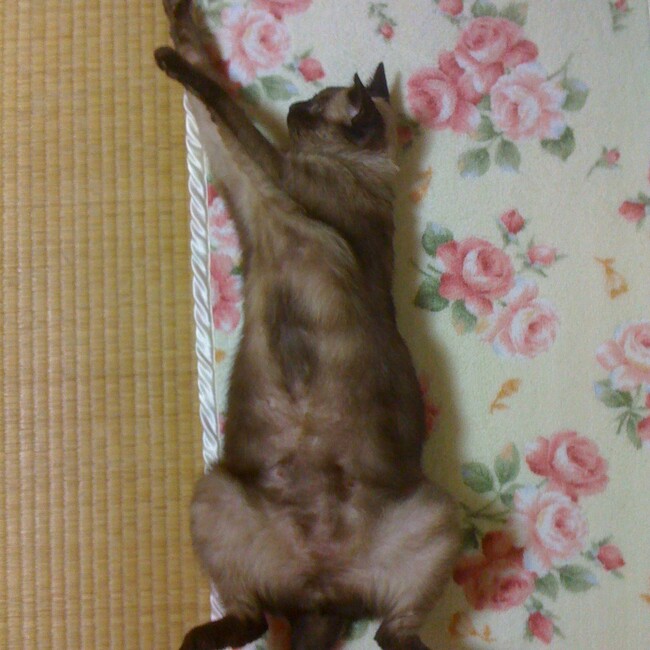 sawasdeeのカバー写真