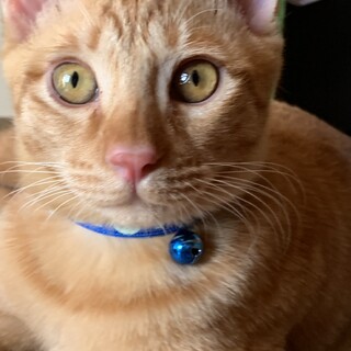 抱っこするとスリスリしてくる愛嬌たっぷり。