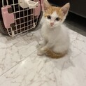 死んだ兄弟の分も幸せに。野良の子猫くん♂