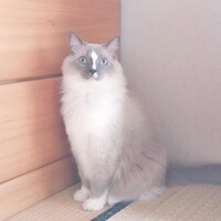アリス