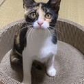 【決定】美猫！洋三毛のたいざちゃん☆