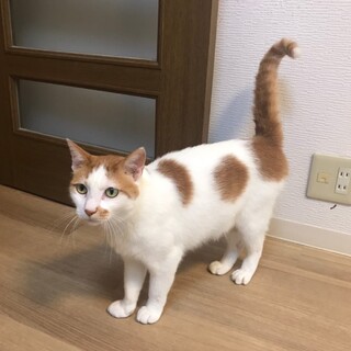 甘えん坊のレオくん男の子5才です