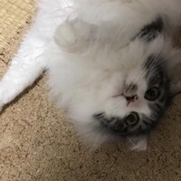 サラ