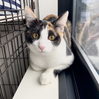 【とっても穏やかなお嬢さん】三毛のネスレちゃん