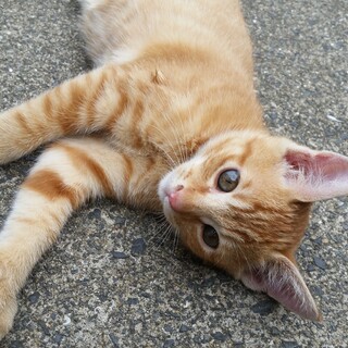 7月26日生まれの男の子です。