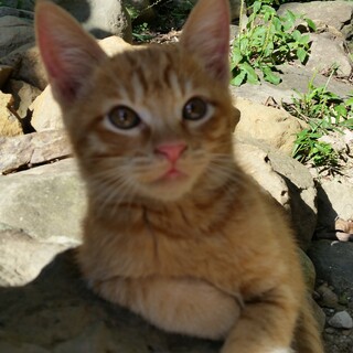 7月26日生まれの茶トラの男の子です。