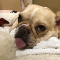 フレンチブルドッグ5才・募集中です。
