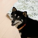 遊ぶの大好き♪仮名「らんちゃん」