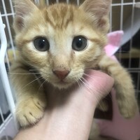 なつ