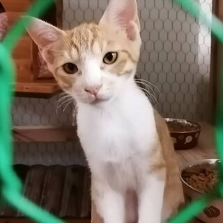 食いしん坊で優しいお顔の花道くん