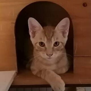 人慣れ修行中の赤木くん