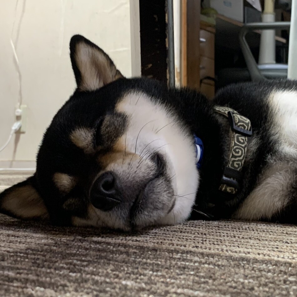 くまのカバー写真