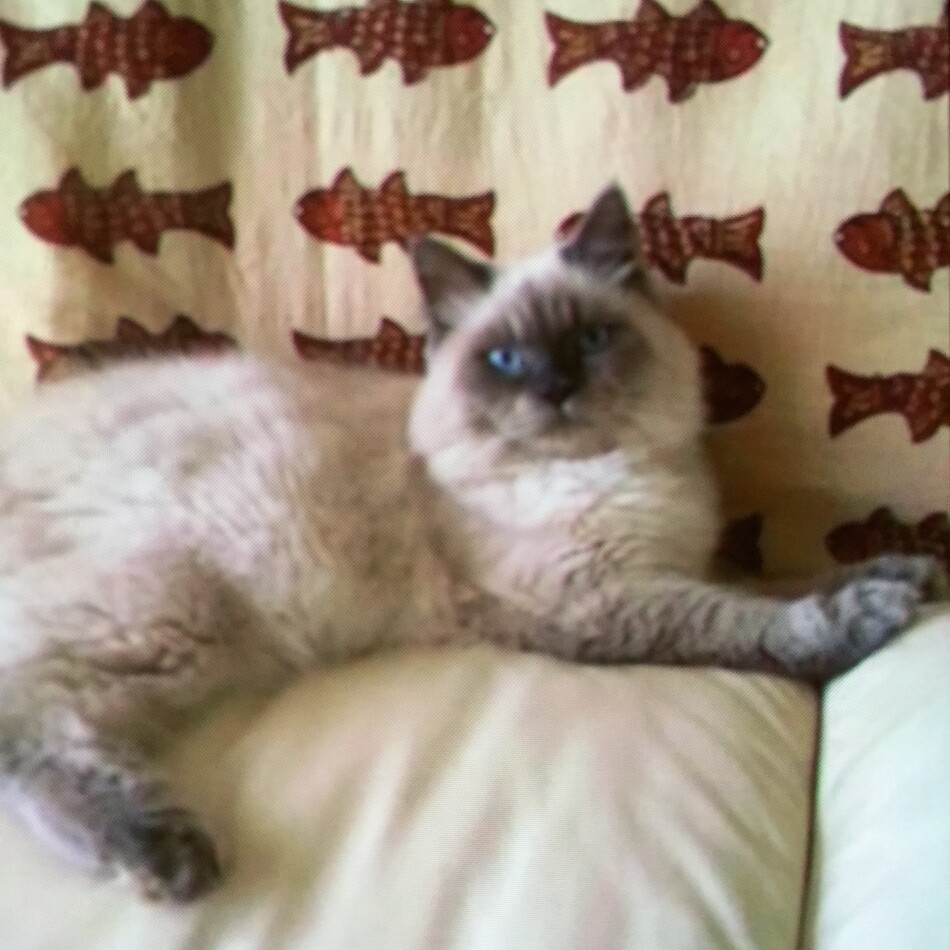 メルのカバー写真