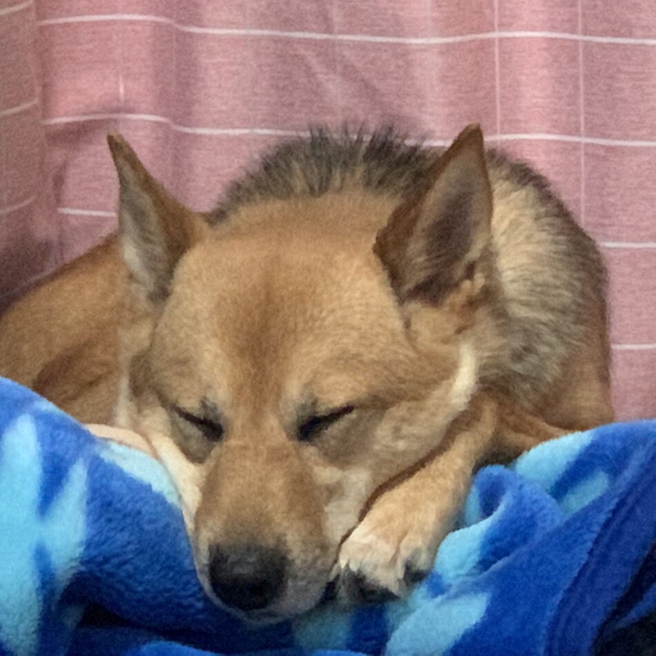 のんのカバー写真