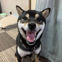 くま
