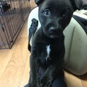 甲斐犬風）物怖じせず好奇心旺盛なクロちゃん