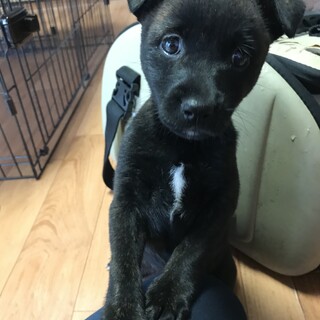 甲斐犬風）物怖じせず好奇心旺盛なクロちゃん