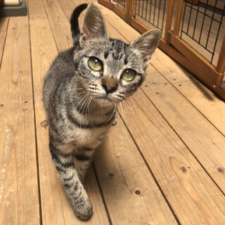 童顔のキジトラちゃん(=^x^=)