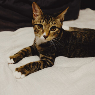 超ビビりだけど可憐で美人なキジ子供猫♀ぽーたん