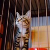 超ビビりだけど可憐で美人なキジ子供猫♀ぽーたん サムネイル6
