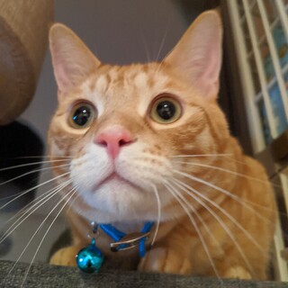 茶トラ君里親募集