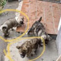 秋田犬の子犬