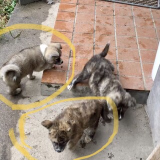 秋田犬の子犬