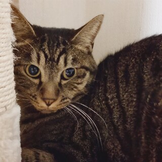 尻尾の長い いじらしい男の子！