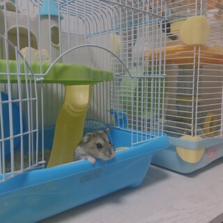 人懐こいジャンガリアンハムスター