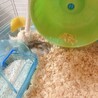 人懐こいジャンガリアンハムスター サムネイル2