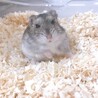 人懐こいジャンガリアンハムスター サムネイル3