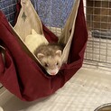やんちゃなフェレットの里親さん募集致します