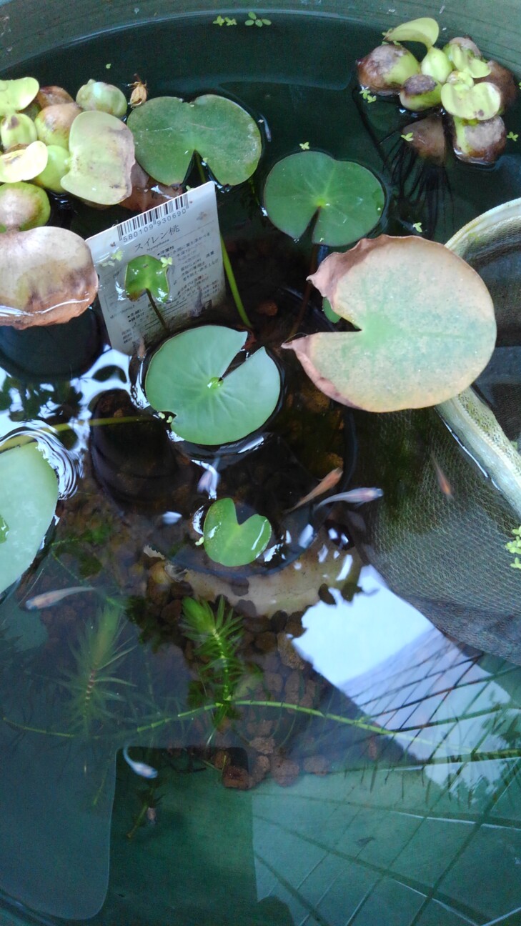 メダカ日記 灰色の猫さんのペットログ ペットのおうち 月間利用者150万人