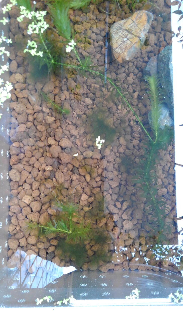 メダカ日記 灰色の猫さんのペットログ ペットのおうち 月間利用者150万人