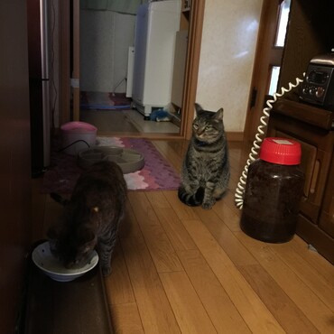 僕は病気でも仮病でもない！だから桃が食べたいならお薬あげ´るんだ(´･_･`)