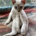 やんちゃで甘えん坊な男の子です