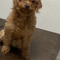 飼い主様を大至急さがしています！