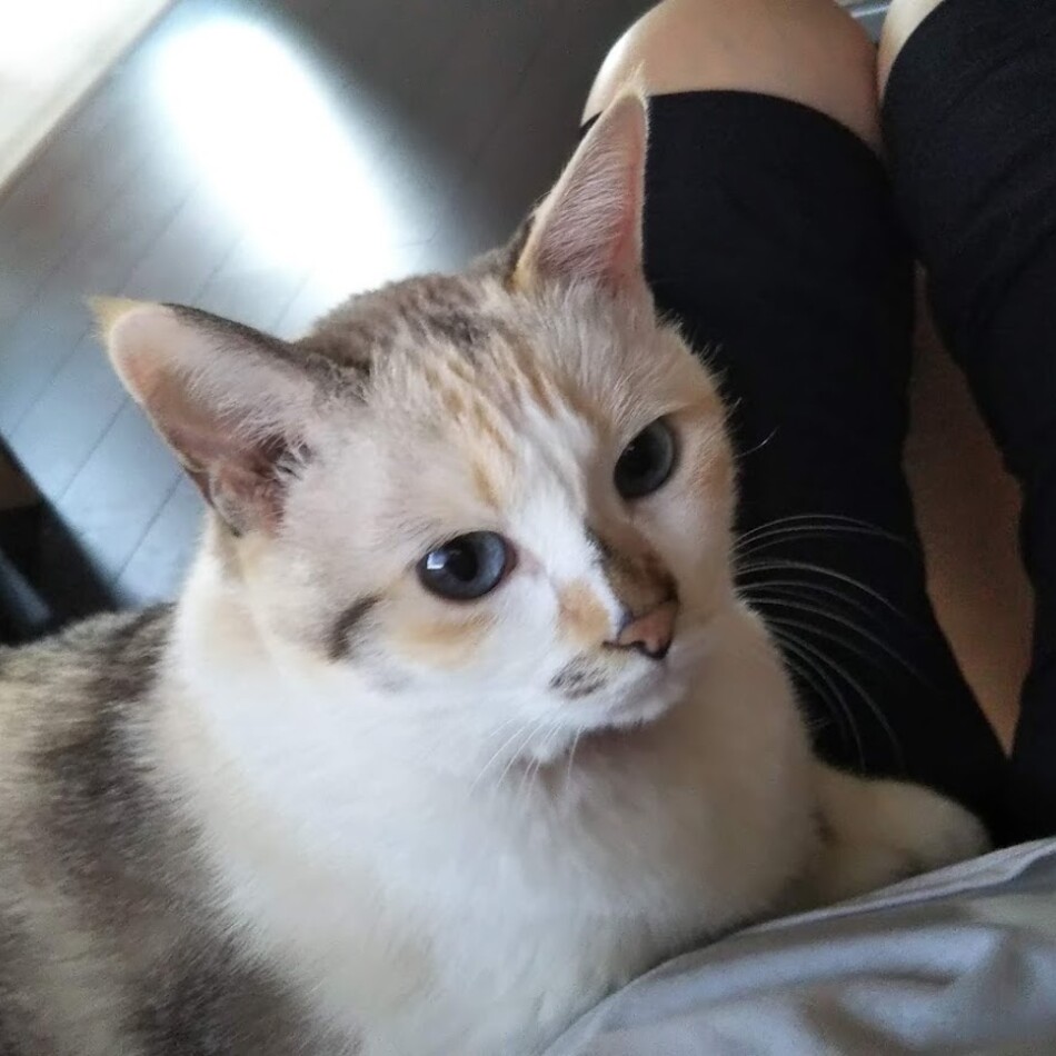 愛ちゃんのカバー写真