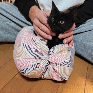 穏やかな甘えん坊　ももたろう君（停止中）