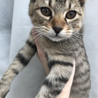 キジトラのやんちゃな男の子　里親募集中