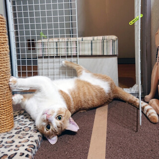 ご飯もおもちゃも大好き！おっとり気の優しい男の子♡