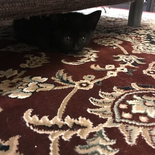 ちっさな黒猫ちゃん　臆病な甘えん坊