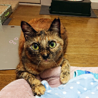 くりくり目の美人さん♡賢くて優しいサビ猫ちゃんです