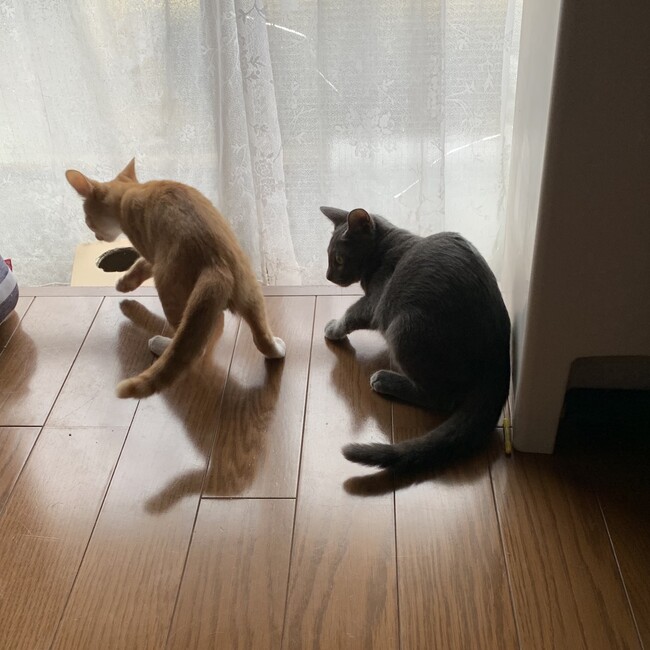 にゃんの会Kawaguchiのカバー写真