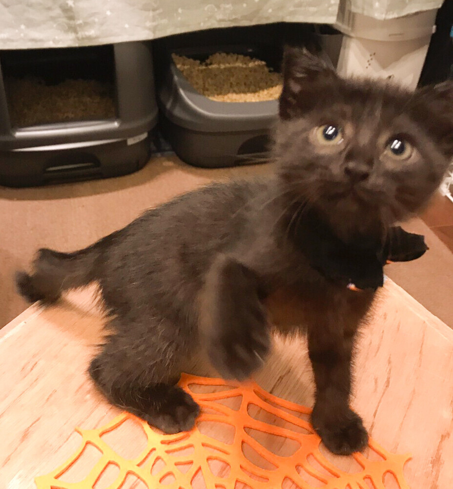 募集停止 かぎシッポ男子 カイ 岡山県 猫の里親募集 ペットのおうち 月間利用者150万人