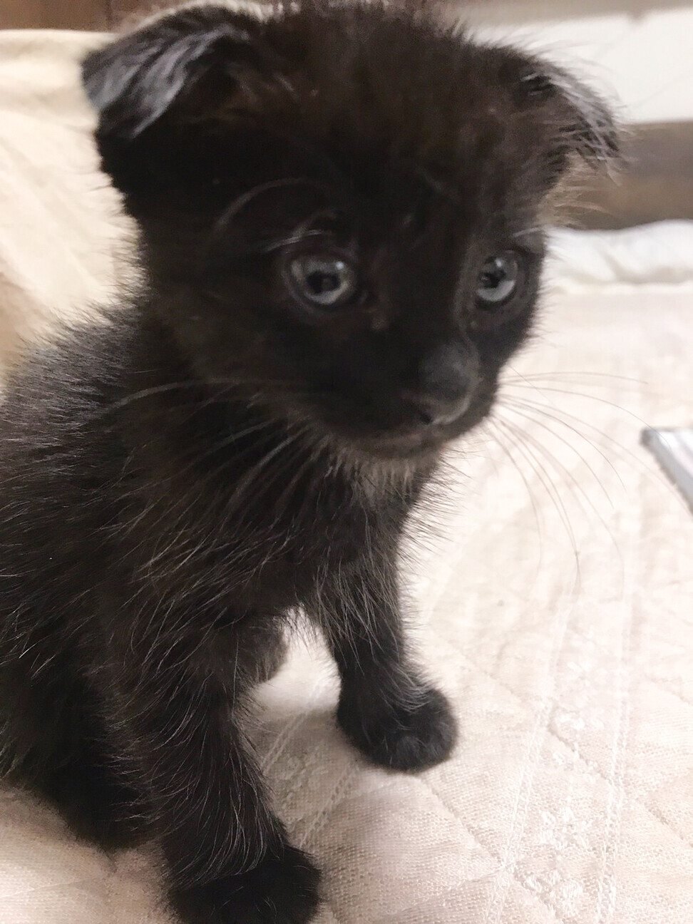 募集停止 かぎシッポ男子 カイ 岡山県 猫の里親募集 ペットのおうち 月間利用者150万人